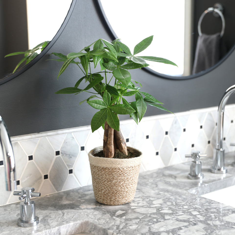 Premium Money Tree in Jute Cream Pot