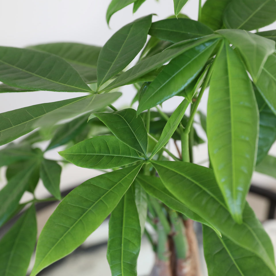 Premium Money Tree in Jute Cream Pot