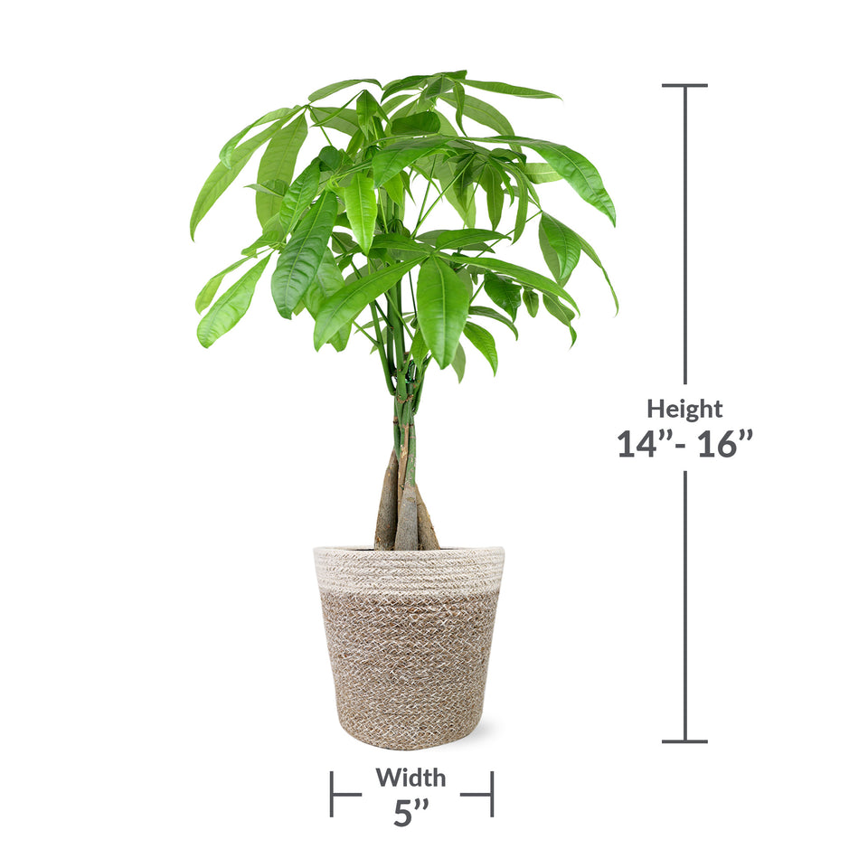 Premium Money Tree in Jute Cream Pot