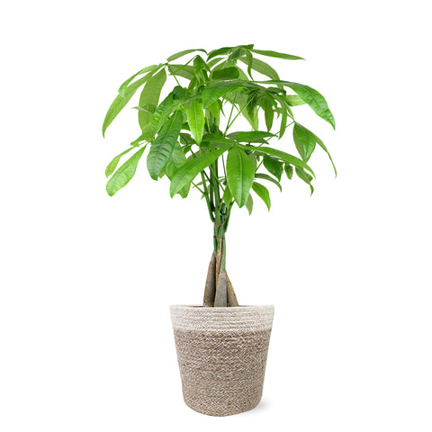 Premium Money Tree in Jute Cream Pot