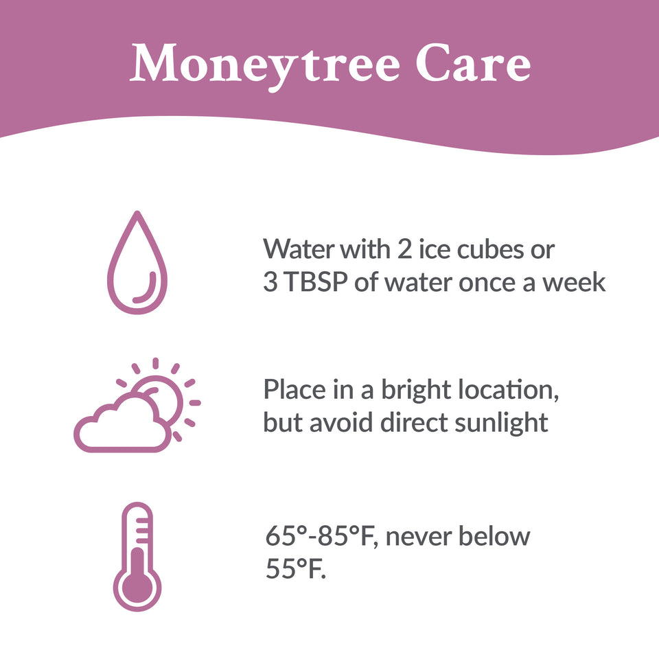 Premium Money Tree in Brown Wood Pot