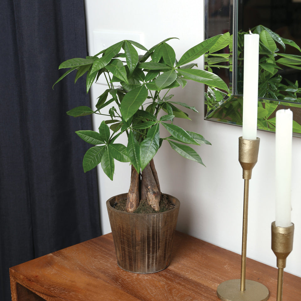 Premium Money Tree in Brown Wood Pot