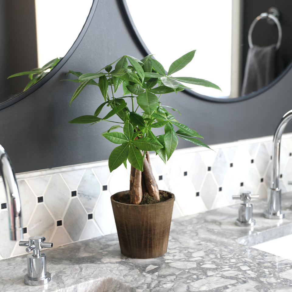 Premium Money Tree in Brown Wood Pot