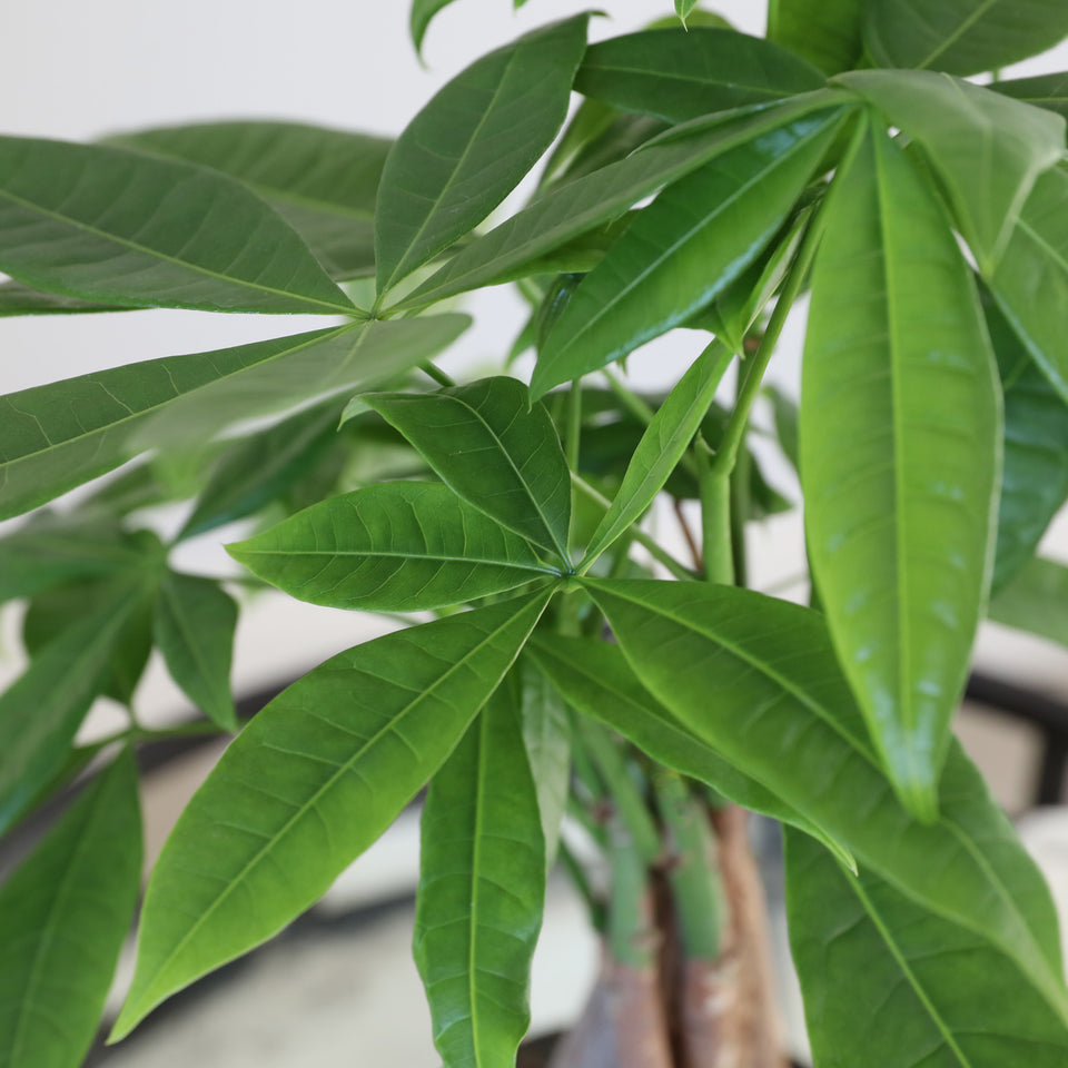 Premium Money Tree in Brown Wood Pot