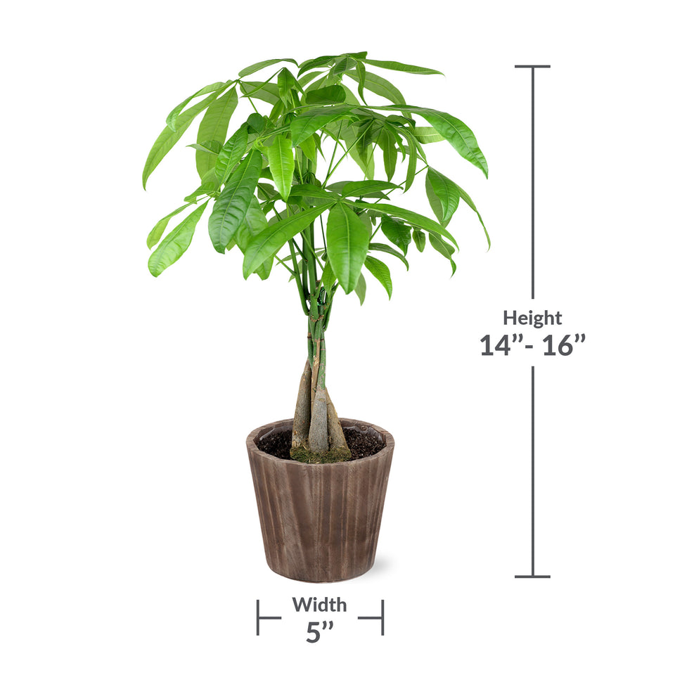 Premium Money Tree in Brown Wood Pot