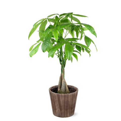 Premium Money Tree in Brown Wood Pot