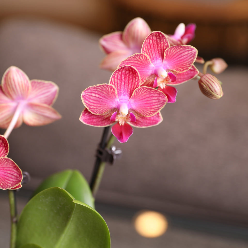 Mini Red Orchid in White Pot
