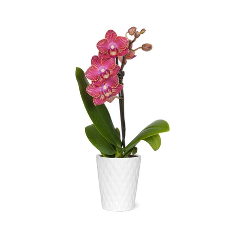 Mini Red Unique Orchid in White Ceramic Pot