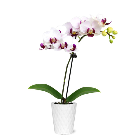 Mini White w/ Purple Orchid in White Ceramic Pot