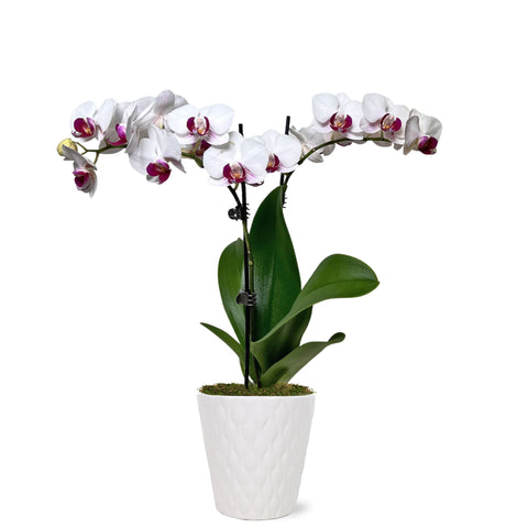 Petite White w/ Purple Orchid in White Pot