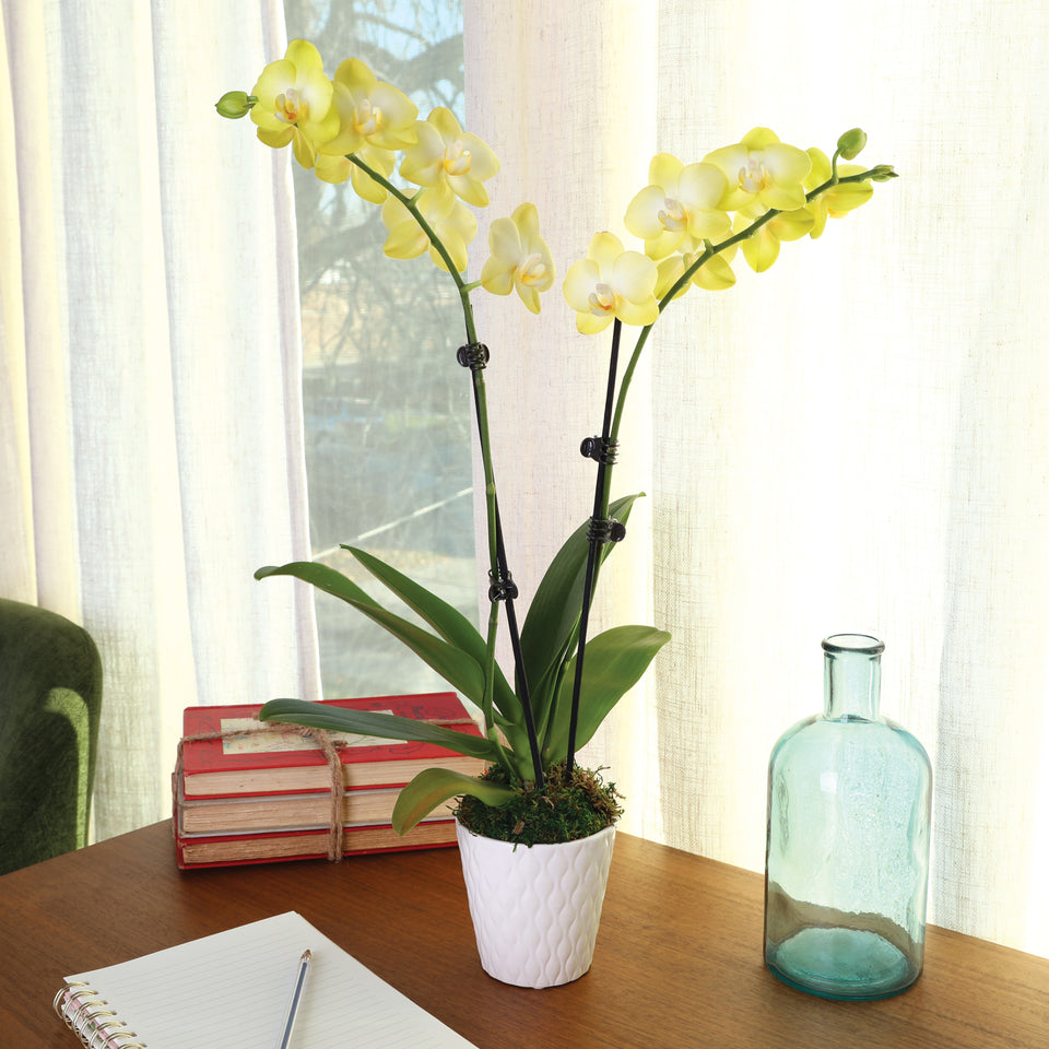 Petite Yellow Orchid in White Pot