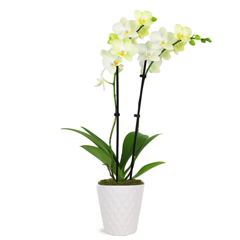 Petite Yellow Orchid in White Pot