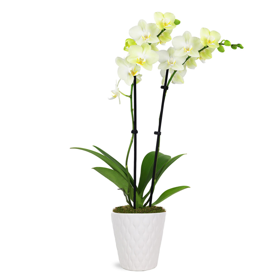 Petite Yellow Orchid in White Pot