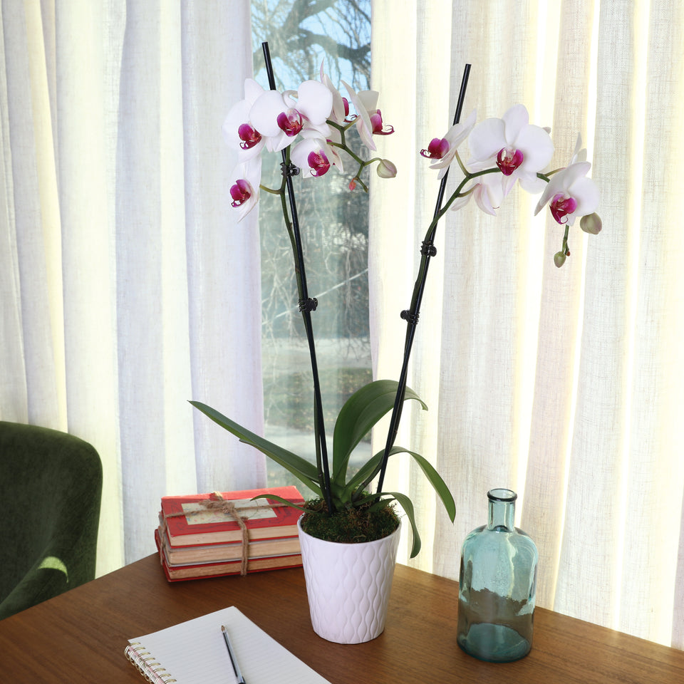 Premium White with Purple Orchid in White Pot
