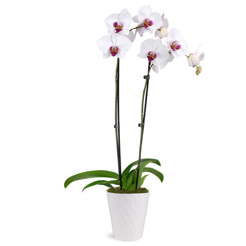 Premium White with Purple Orchid in White Ceramic Pot