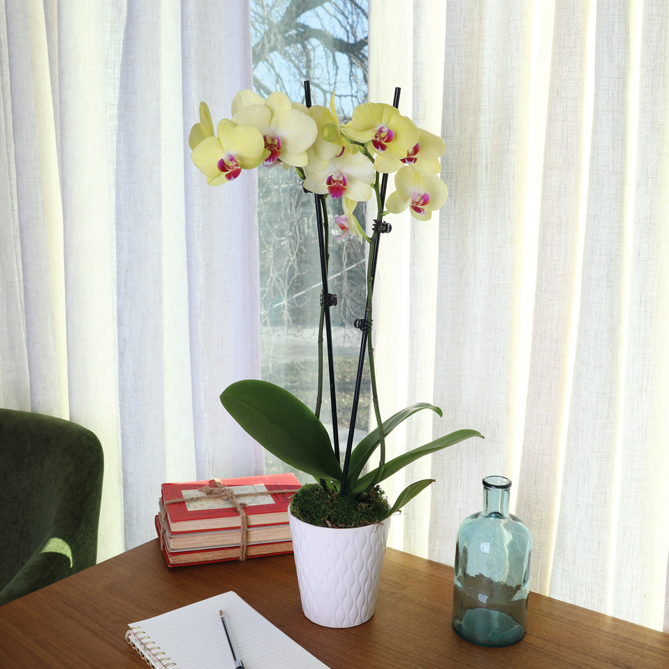 Premium Yellow with Purple Orchid in White Pot