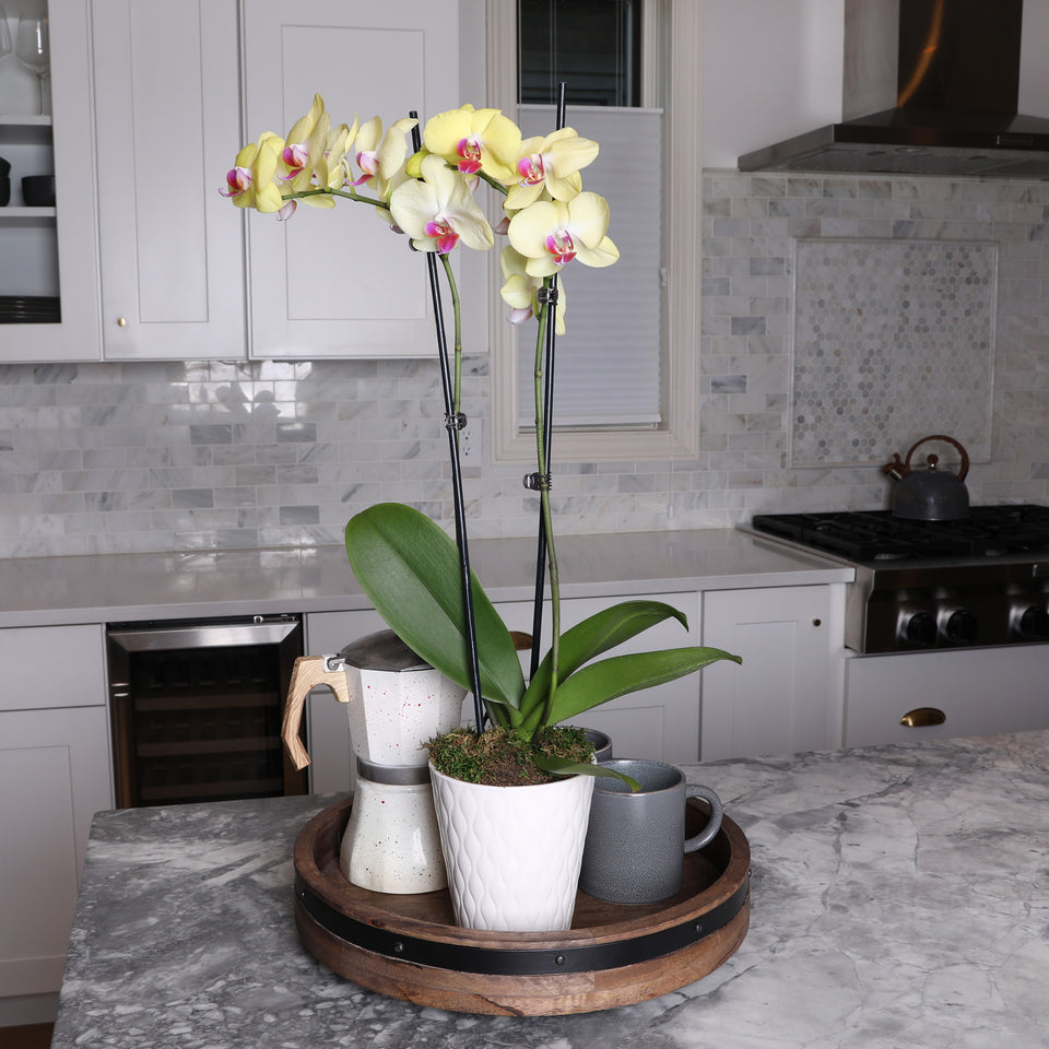 Premium Yellow with Purple Orchid in White Pot