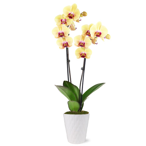 Premium Yellow with Purple Orchid in White Ceramic Pot