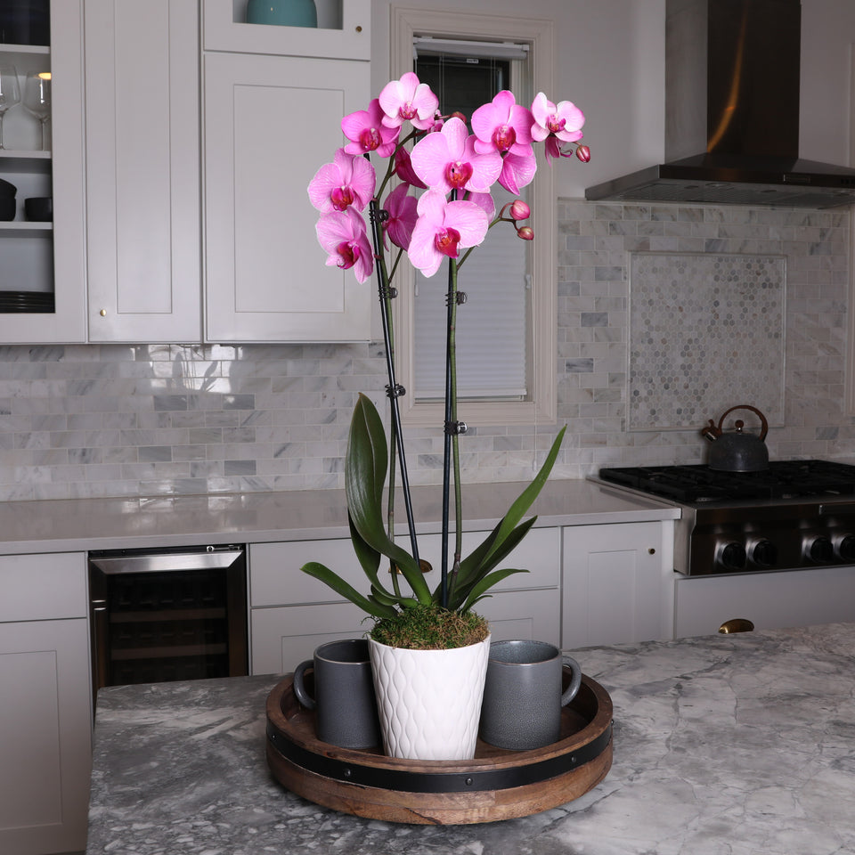 Premium Watercolor Pink Orchid in White Pot
