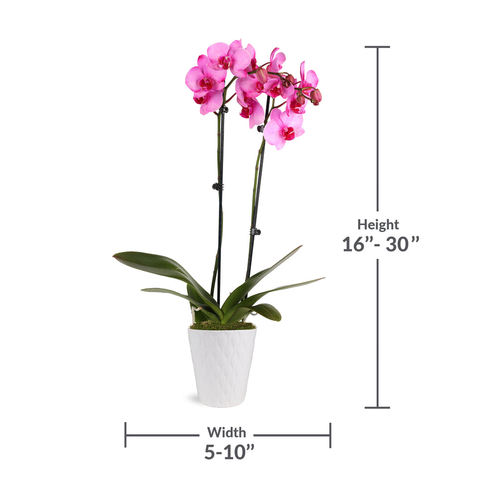 Premium Watercolor Pink Orchid in White Pot