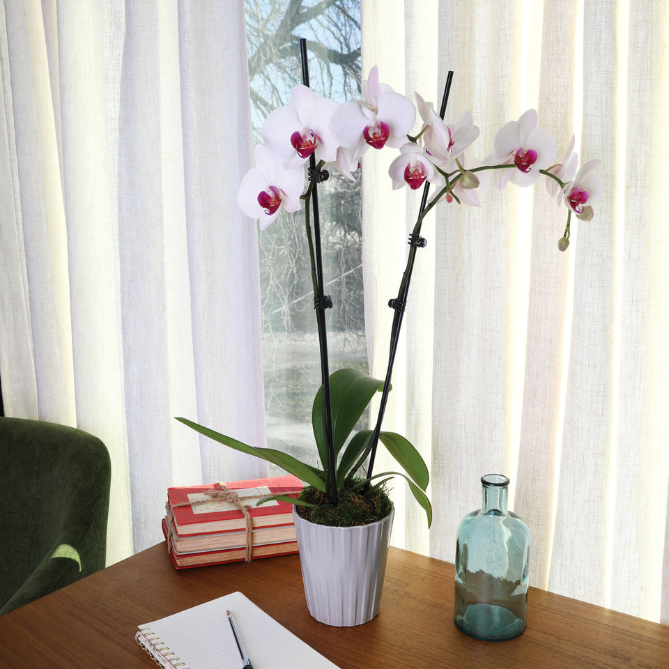 Premium White with Purple Orchid in Grey Pot