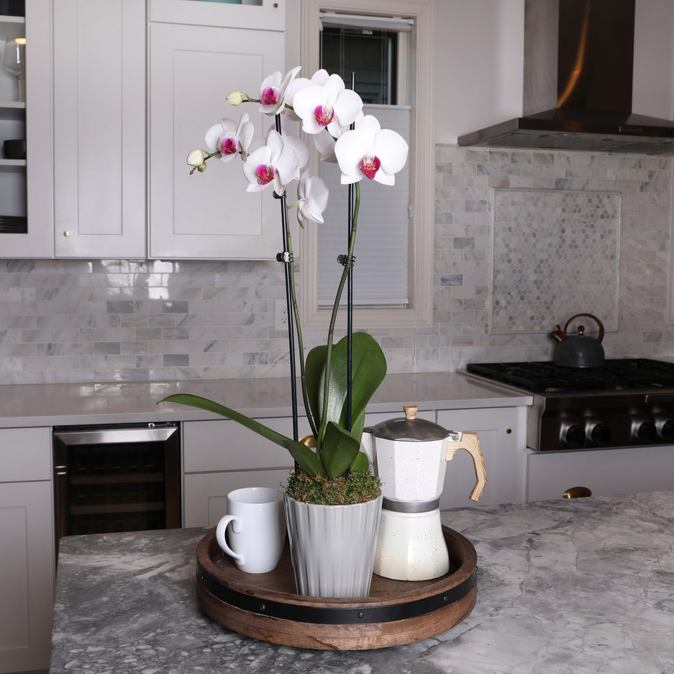 Premium White with Purple Orchid in Grey Pot
