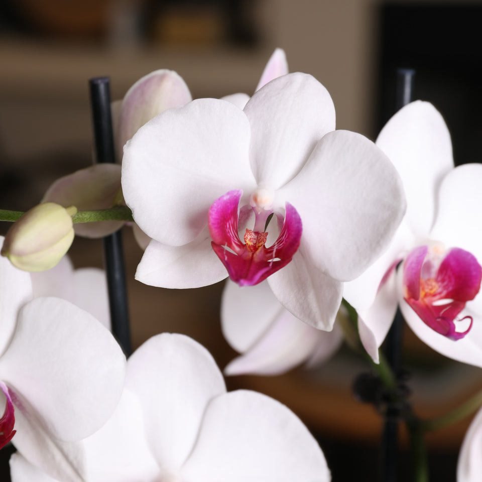 Premium White with Purple Orchid in Grey Pot