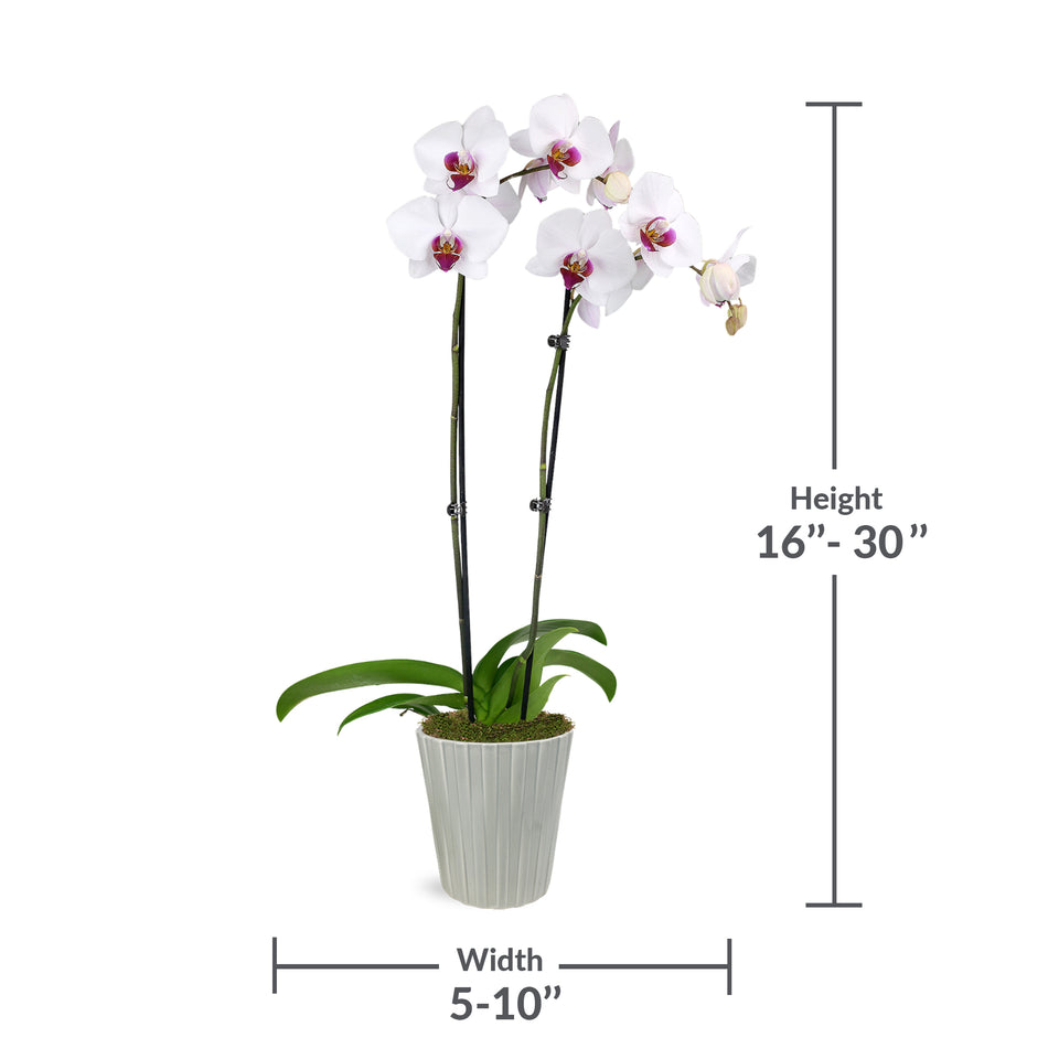Premium White with Purple Orchid in Grey Pot