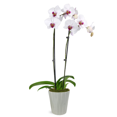 Premium White with Purple Orchid in Grey Ceramic Pot