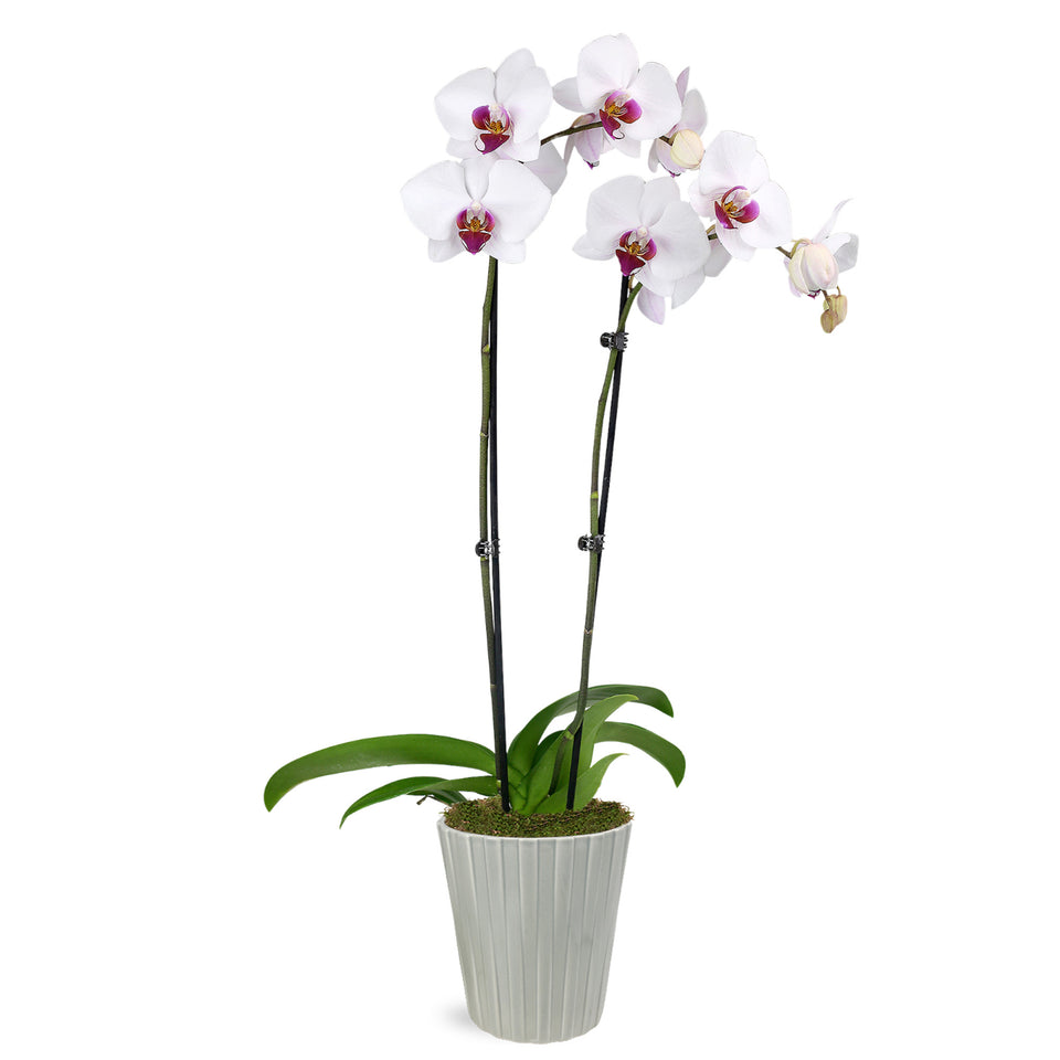 Premium White with Purple Orchid in Grey Pot