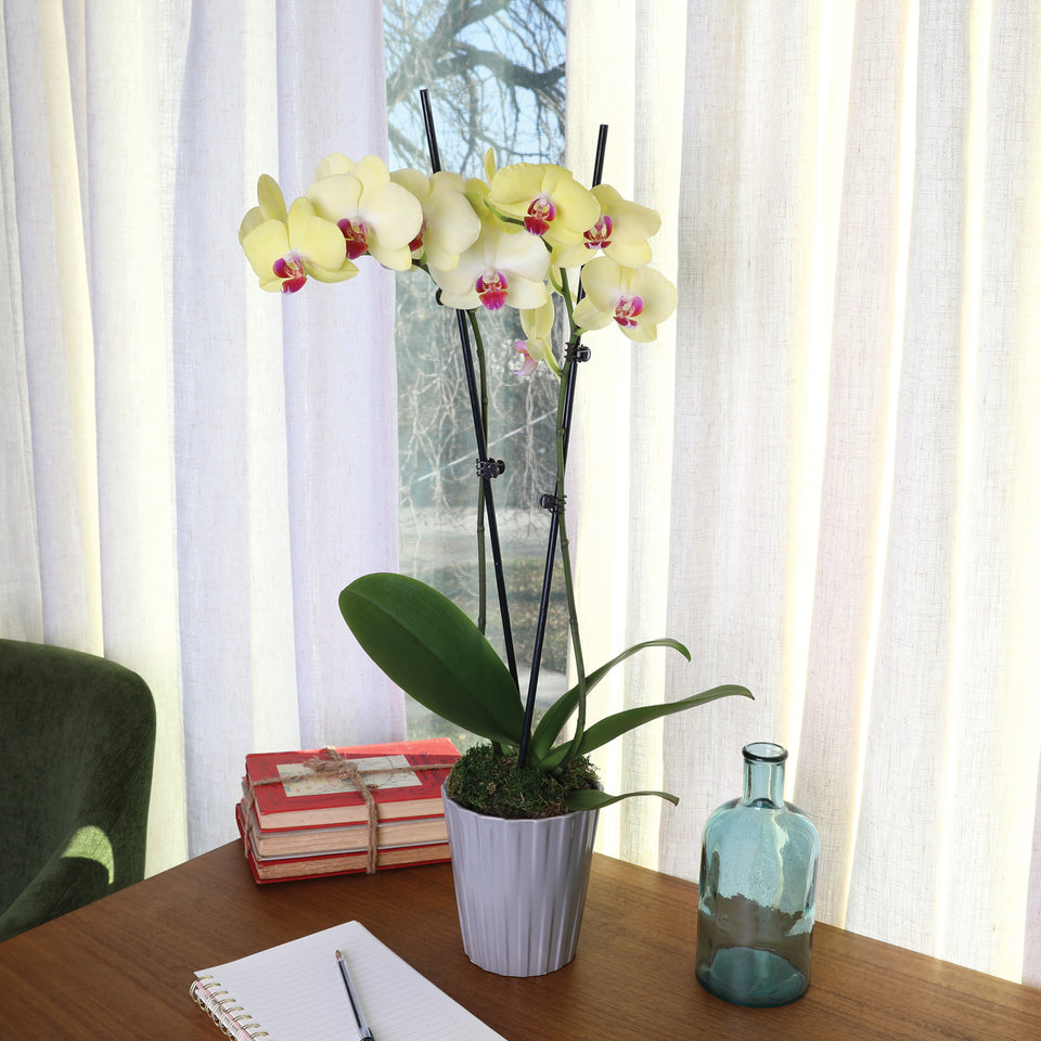 Premium Yellow with Purple Orchid in Grey Pot