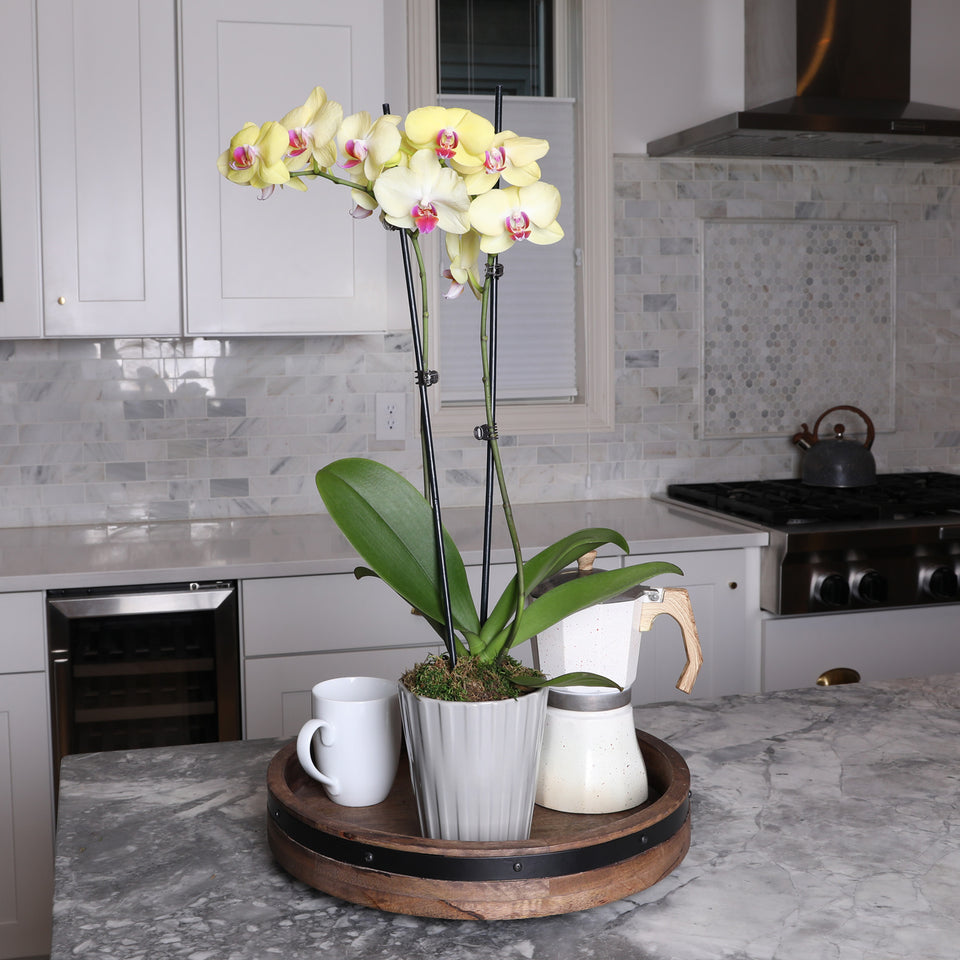 Premium Yellow with Purple Orchid in Grey Pot
