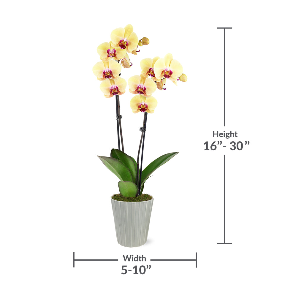 Premium Yellow with Purple Orchid in Grey Pot