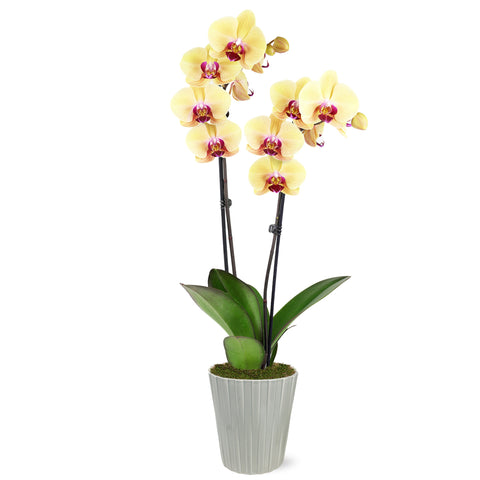 Premium Yellow with Purple Orchid in Grey Ceramic Pot