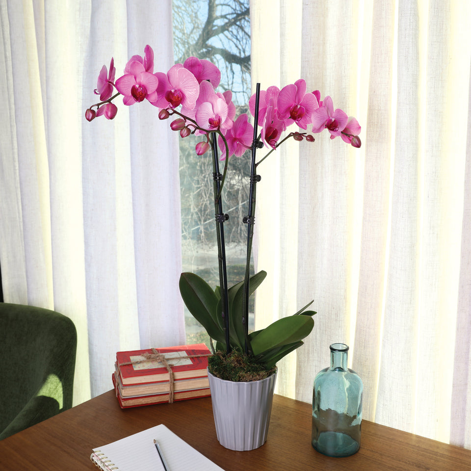 watercolor orchid, watercolor pink orchid