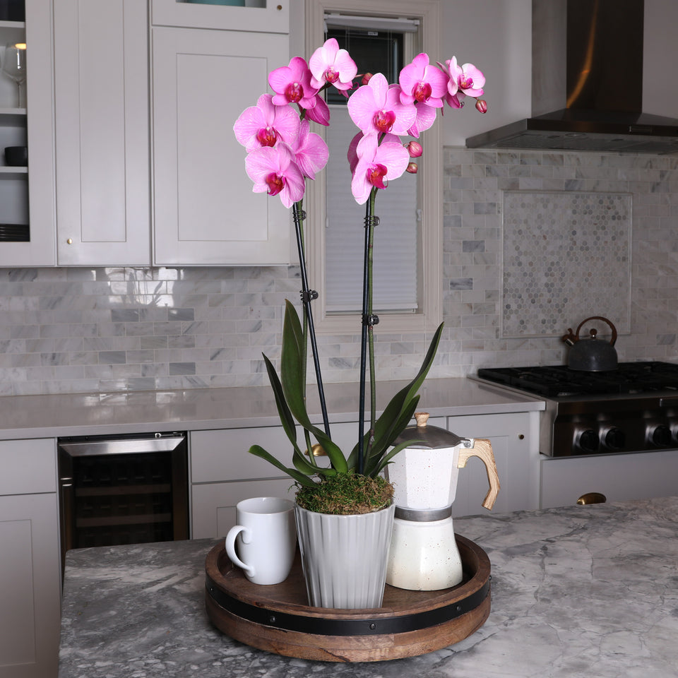 watercolor orchid, watercolor pink orchid