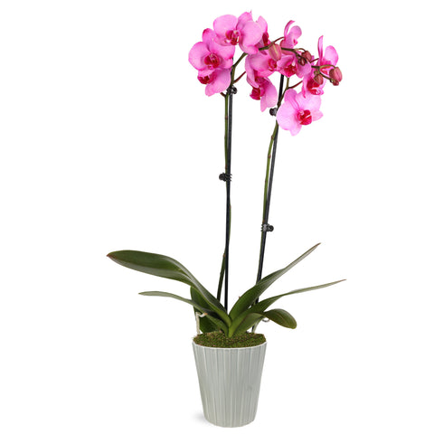 watercolor orchid, watercolor pink orchid