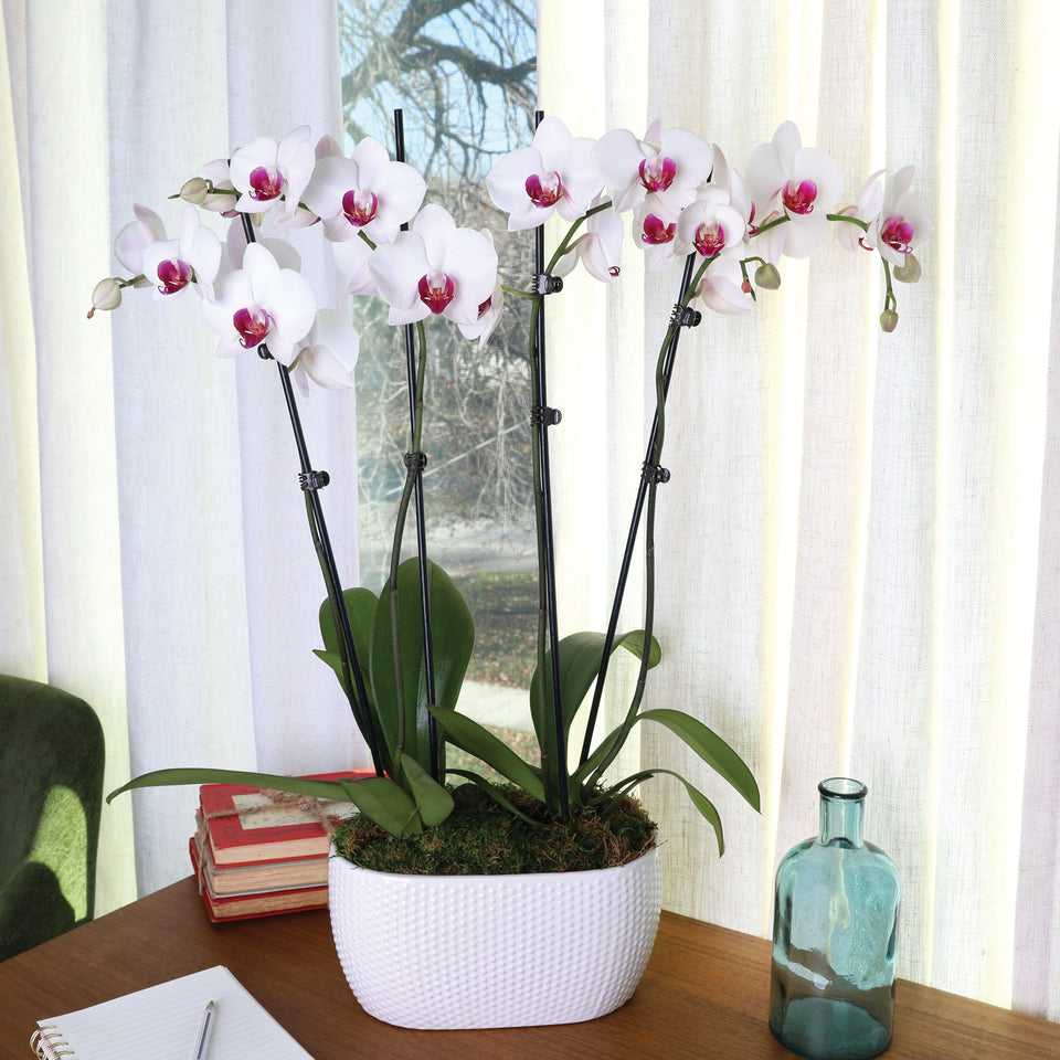 Premium White with Purple Orchid in White Planter