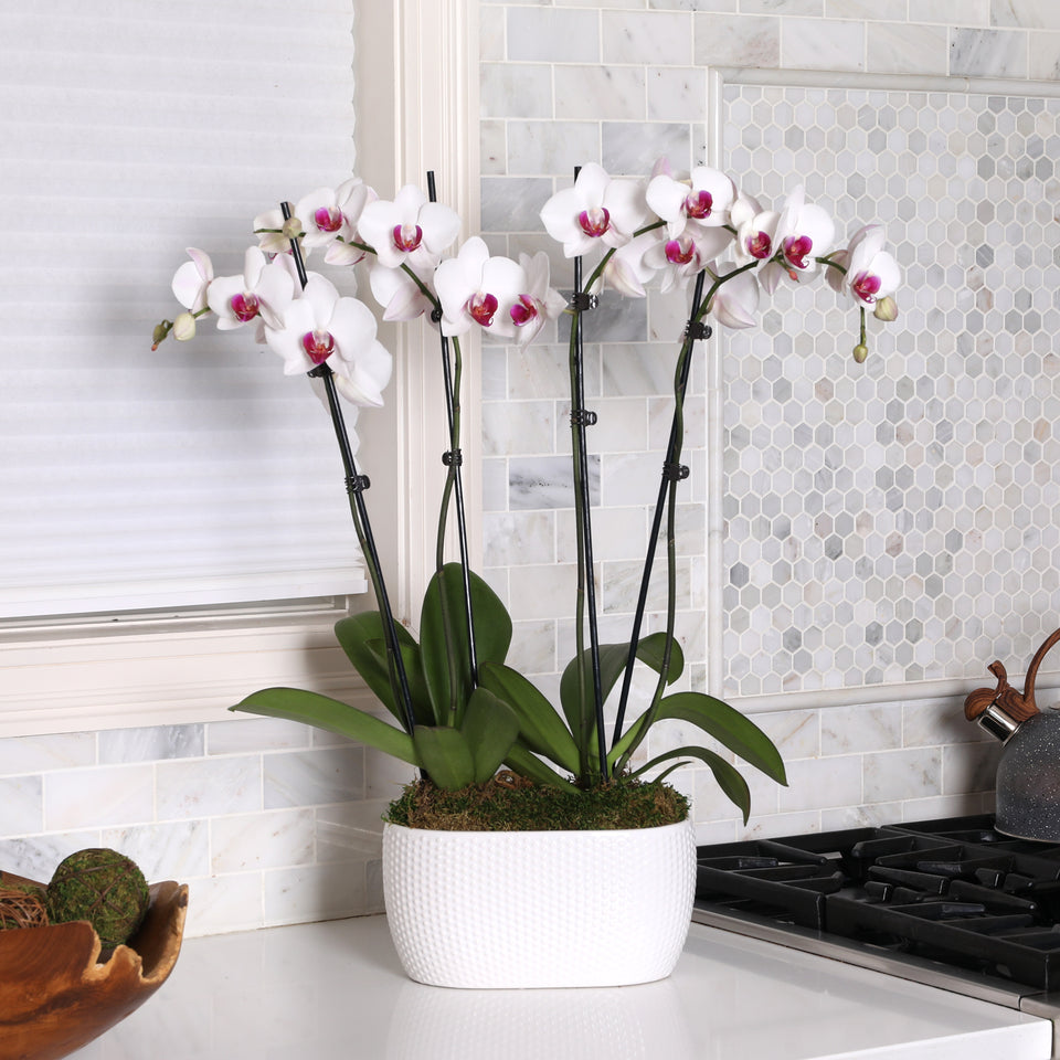 Premium White with Purple Orchid in White Planter