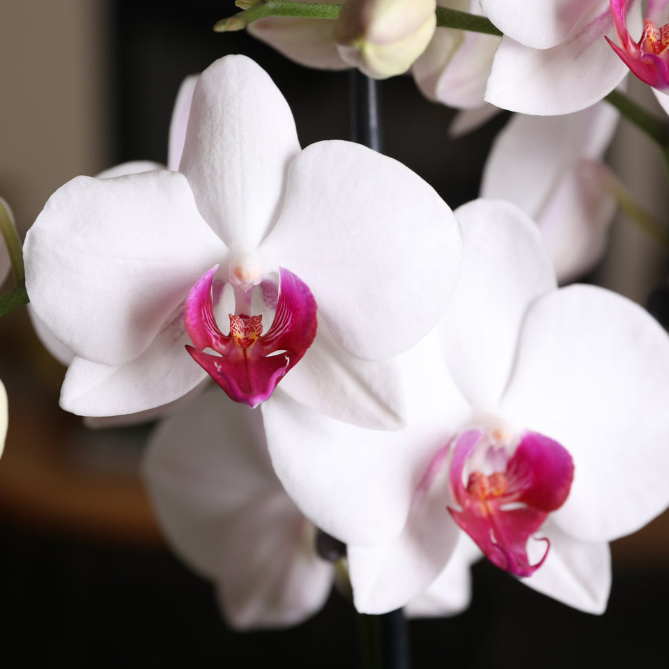 Premium White with Purple Orchid in White Planter