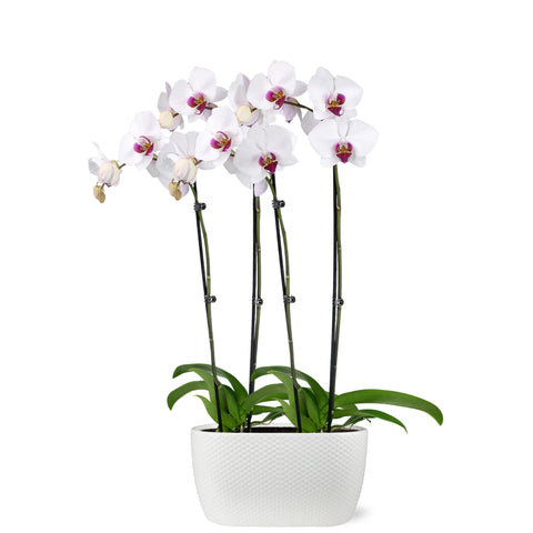Premium White with Purple Orchid in White Planter
