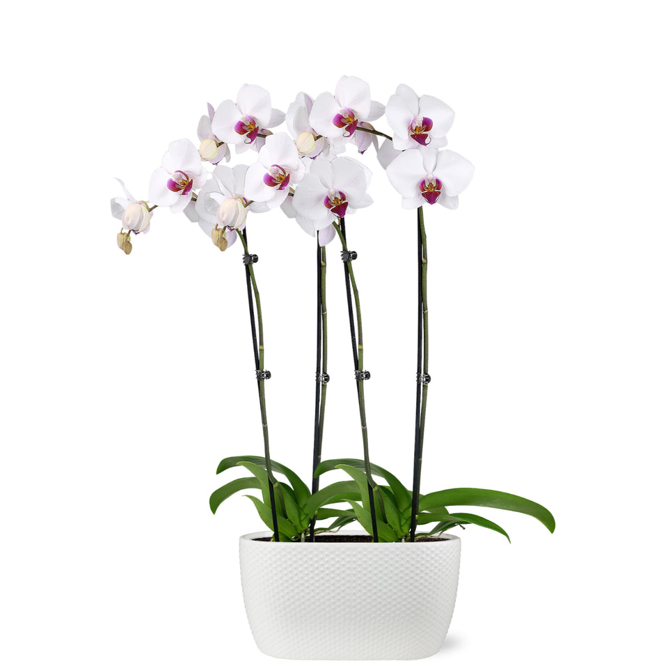 Premium White with Purple Orchid in White Planter