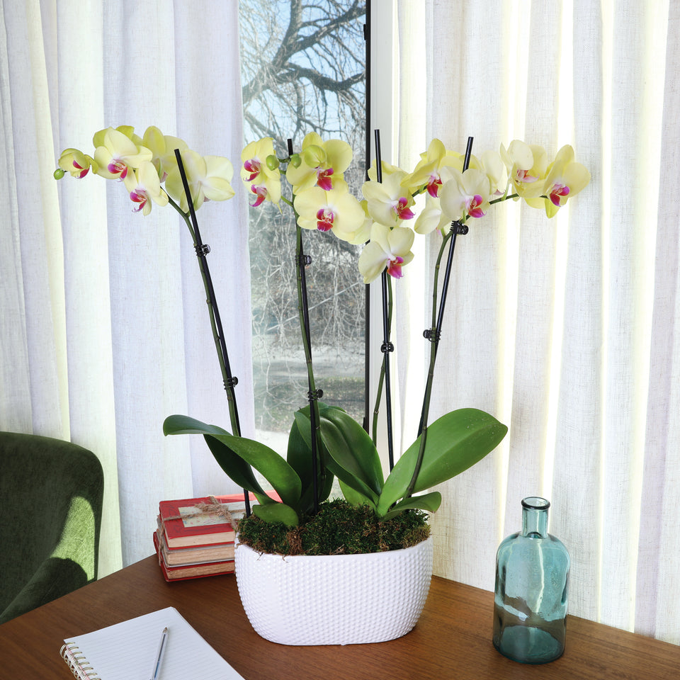 Premium Yellow with Purple Orchid in White Planter