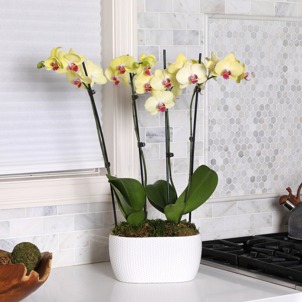 Premium Yellow with Purple Orchid in White Planter