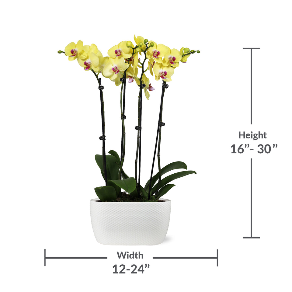 Premium Yellow with Purple Orchid in White Planter