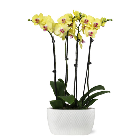 Premium Yellow with Purple Orchid in White Planter