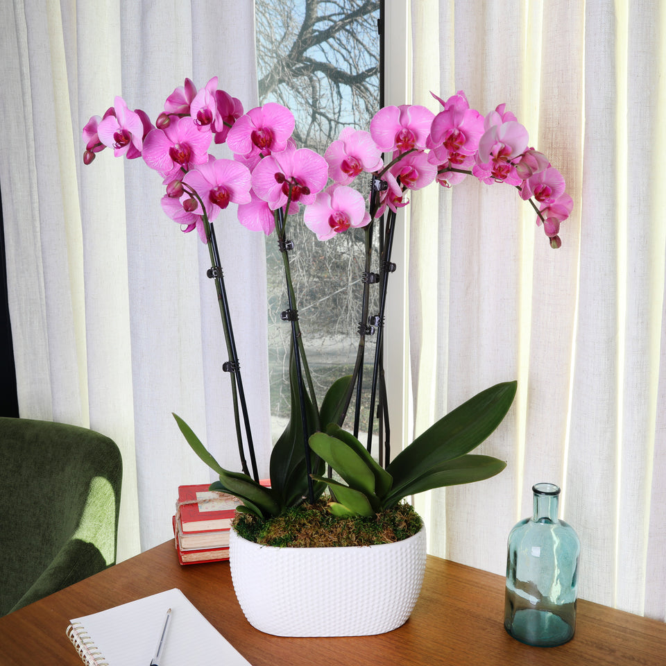 Premium Watercolor Pink Orchid in White Planter