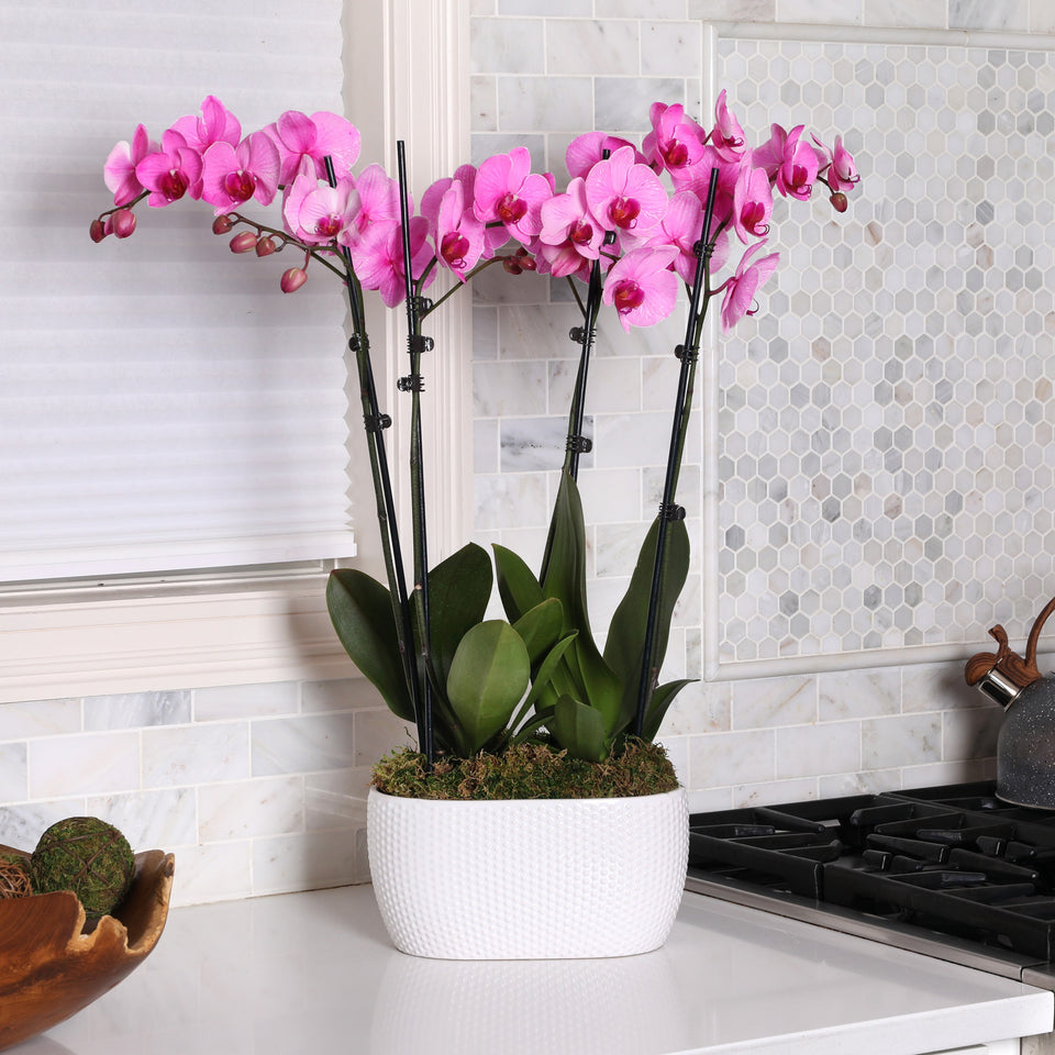 Premium Watercolor Pink Orchid in White Planter