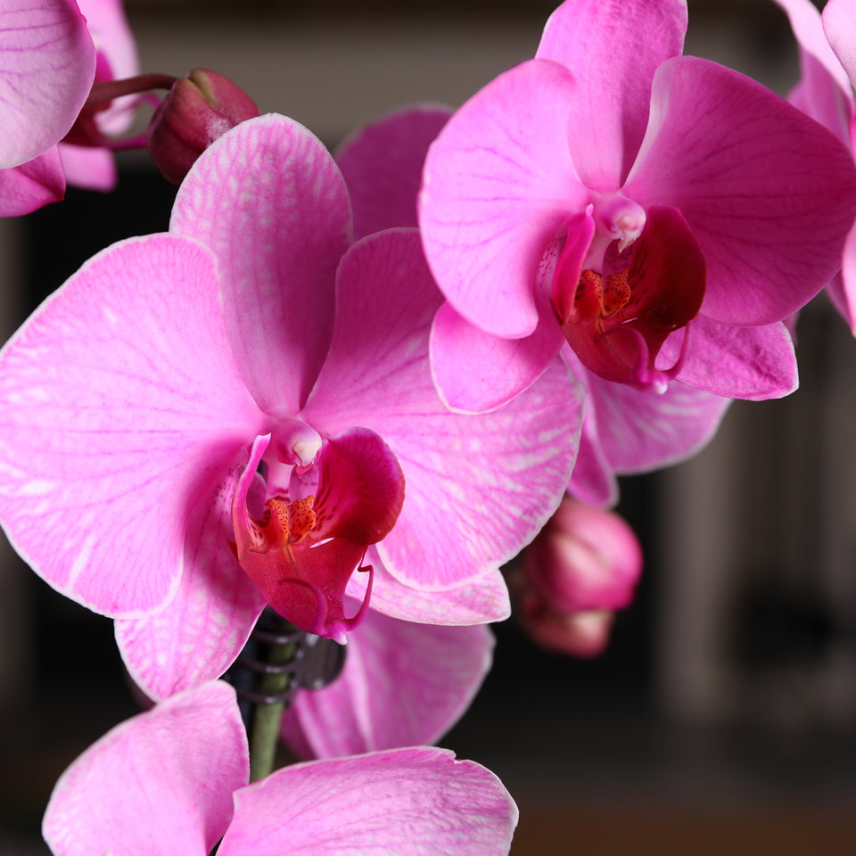 Premium Watercolor Pink Orchid in White Planter