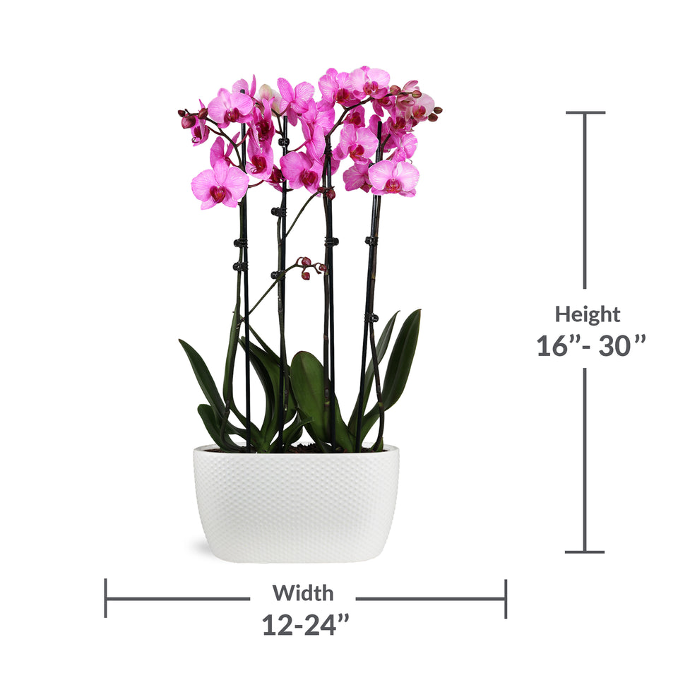 Premium Watercolor Pink Orchid in White Planter
